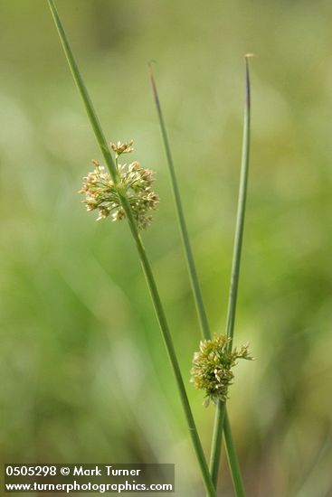 Juncus effusus