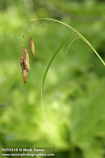 Carex mertensii