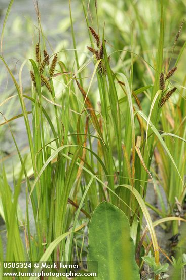 Carex utriculata