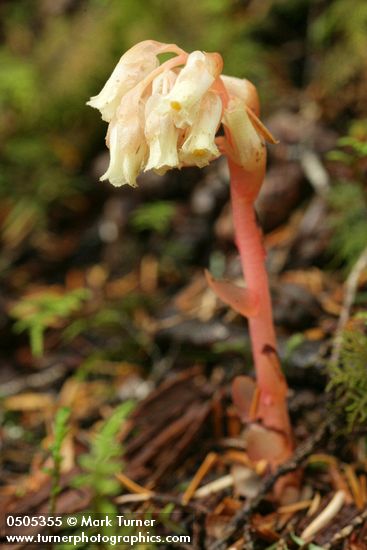 Monotropa hypopithys