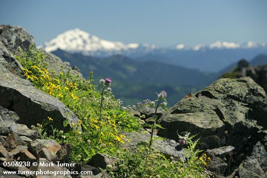 Arnica mollis; Cirsium edule