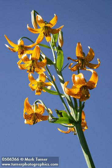 Lilium columbianum