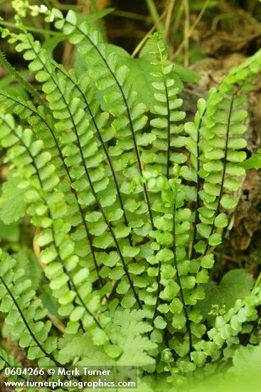 Asplenium trichomanes