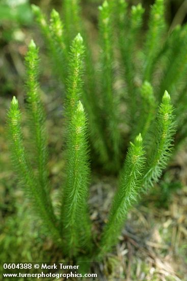 Huperzia chinensis (H. miyoshiana, Lycopodium selago)