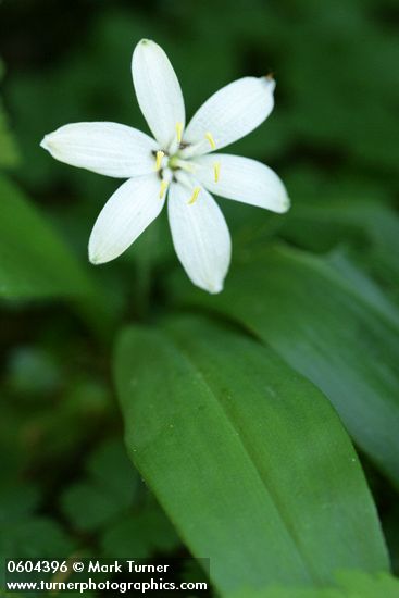 Clintonia uniflora