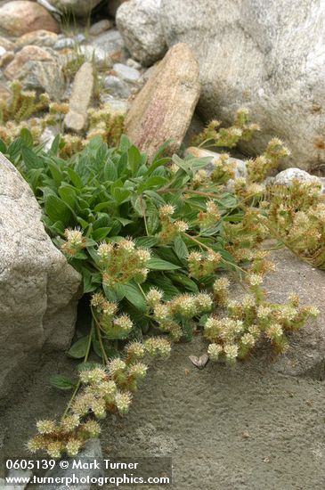 Phacelia hastata