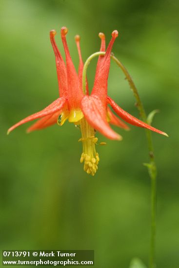 Aquilegia formosa