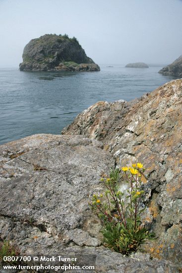 Grindelia integrifolia