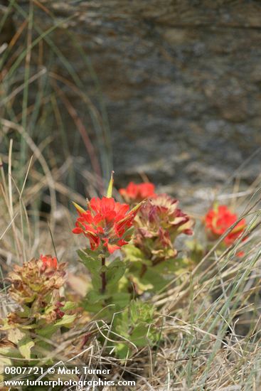 Castilleja hispida