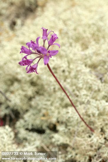 Allium acuminatum