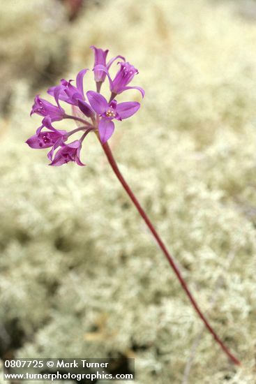 Allium acuminatum