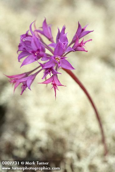 Allium acuminatum