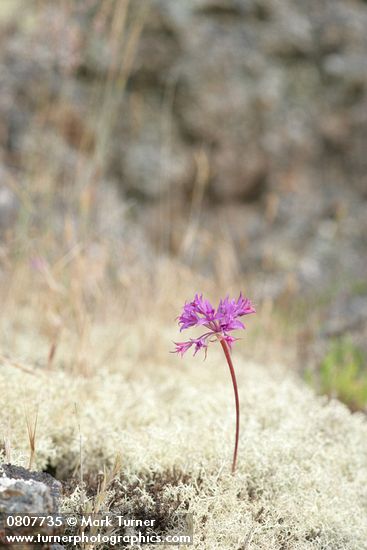 Allium acuminatum; Cladonia portentosa ssp. pacifica