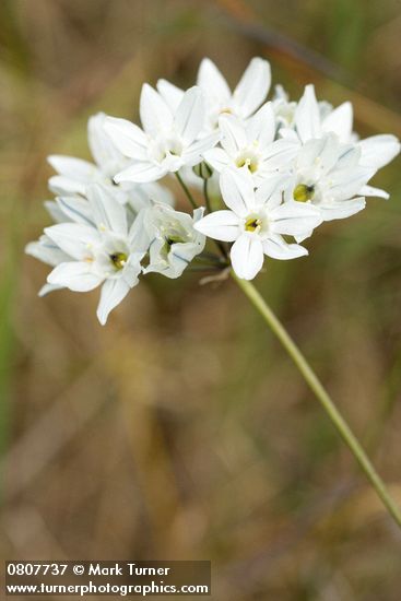 Triteleia hyacinthina