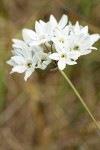 White Hyacinth blossoms