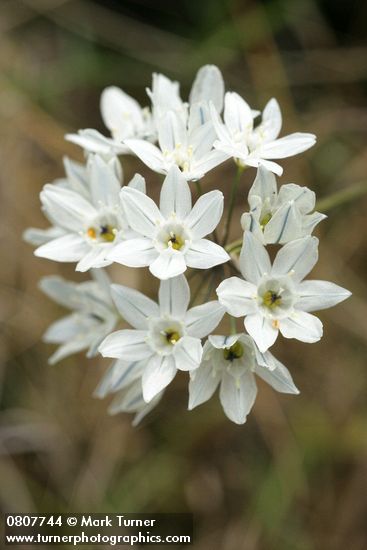 Triteleia hyacinthina