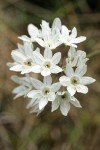 White Hyacinth blossoms