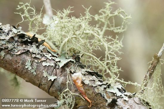 Usnea sp.; Parmelia sulcata; Ramalina menziesii