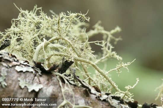 Usnea sp.; Parmelia sulcata