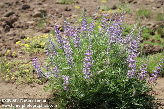 Lupinus arbustus (L. laxiflorus)