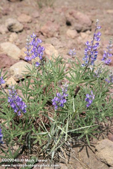 Lupinus arbustus (L. laxiflorus)