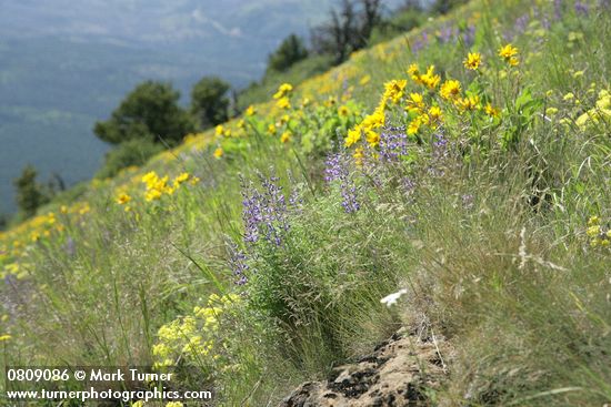 Lupinus arbustus; Balsamorhiza sagittata; Eriogonum sp.