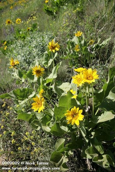 Balsamorhiza sagittata