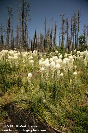 Xerophyllum tenax