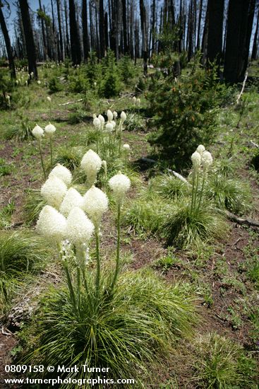 Xerophyllum tenax