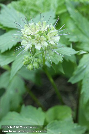 Hydrophyllum tenuipes