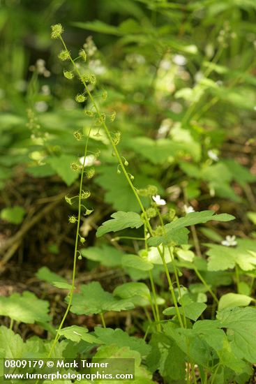 Mitella caulescens