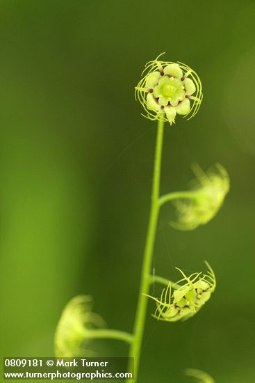 Mitella caulescens