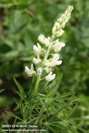 Lupinus albicaulis