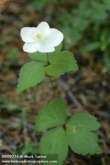 Anemone deltoidea