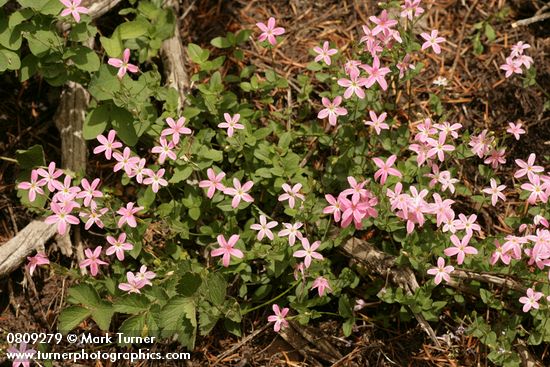 Phlox adsurgens