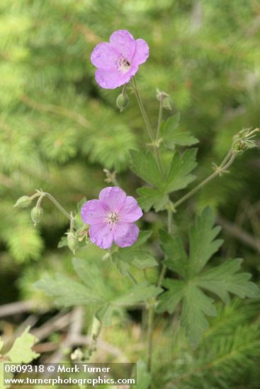 Geranium oreganum