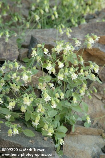 Silene campanulata