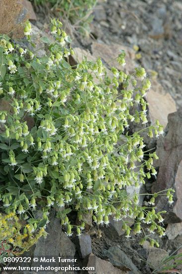 Silene campanulata