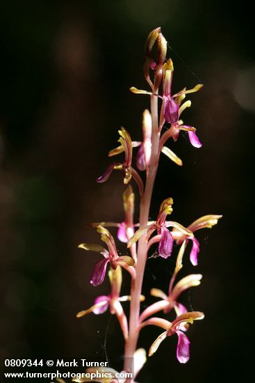 Corallorhiza mertensiana