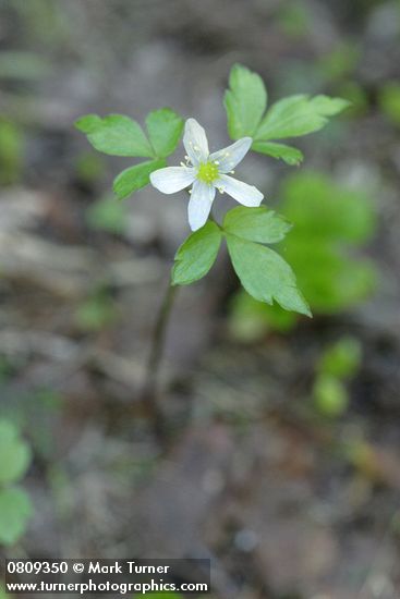 Anemone lyallii