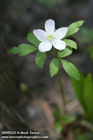 Anemone lyallii