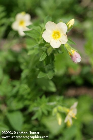 Polemonium carneum