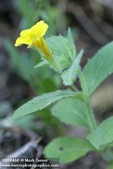 Mimulus moschatus