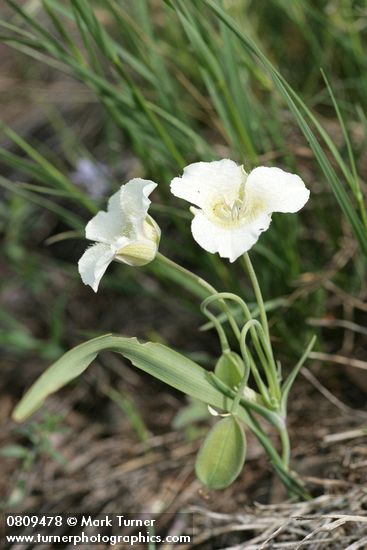 Calochortus subalpinus