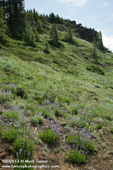 Penstemon procerus; Calochortus subalpinus