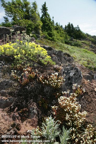 Saxifraga bronchialis; Eriogonum umbellatum; Achillea millefolium