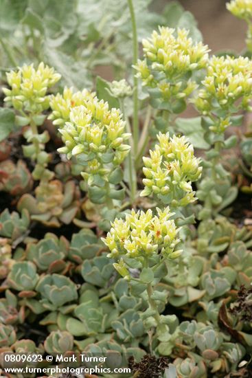 Sedum oregonense