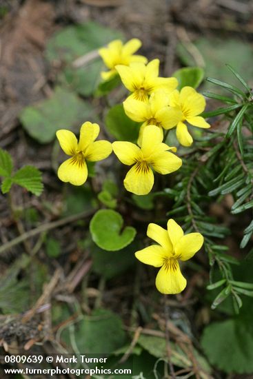 Viola sempervirens