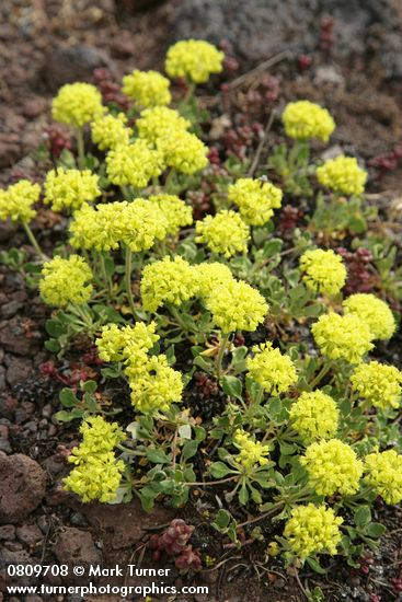 Eriogonum umbellatum