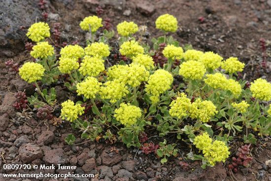 Eriogonum umbellatum